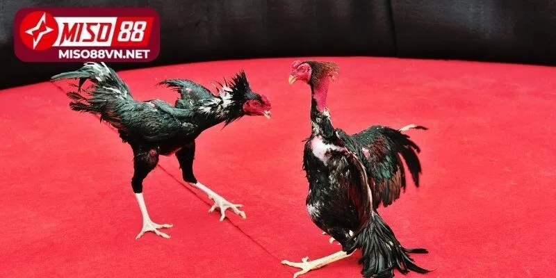 Hướng dẫn cách đặt cược