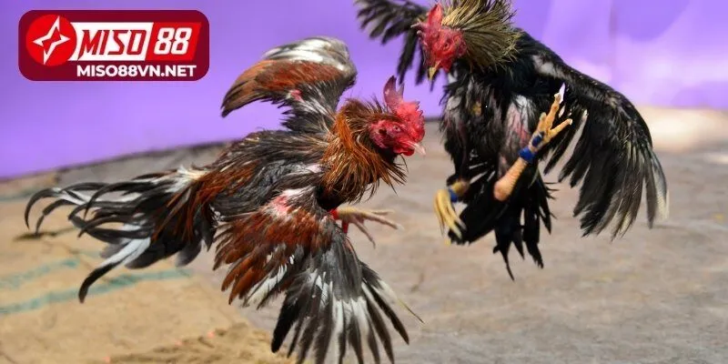 Nguồn gốc đá gà Miso88 ra đời