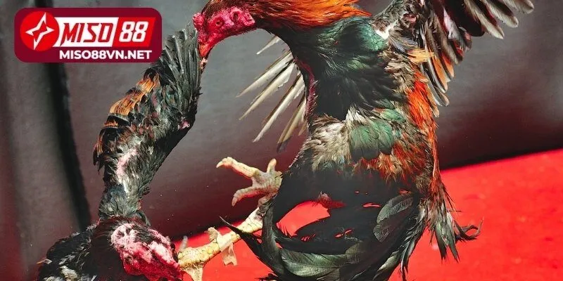 Ưu điểm khi tham gia cá cược Digmaan đá gà