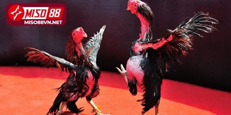 Hướng dẫn cách tham gia Digmaan đá gà